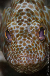 Honeycomb Cod giving me the evil eye.  Ningaloo Reef, Wes... by Ross Gudgeon 